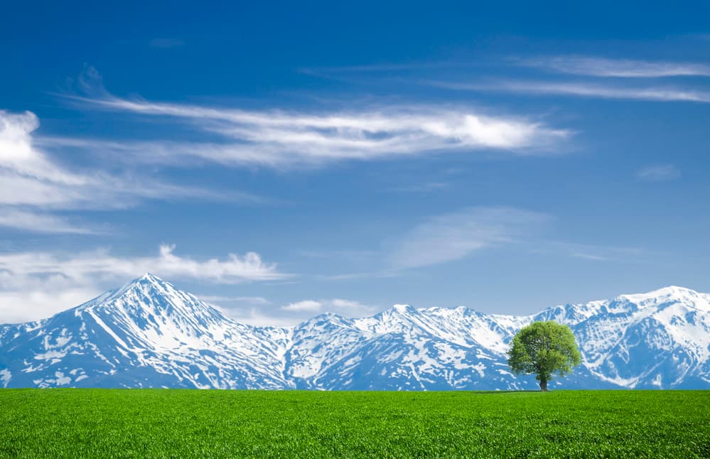 Majestic Mountains Lone Tree by Bess Hamiti — canvas wall art