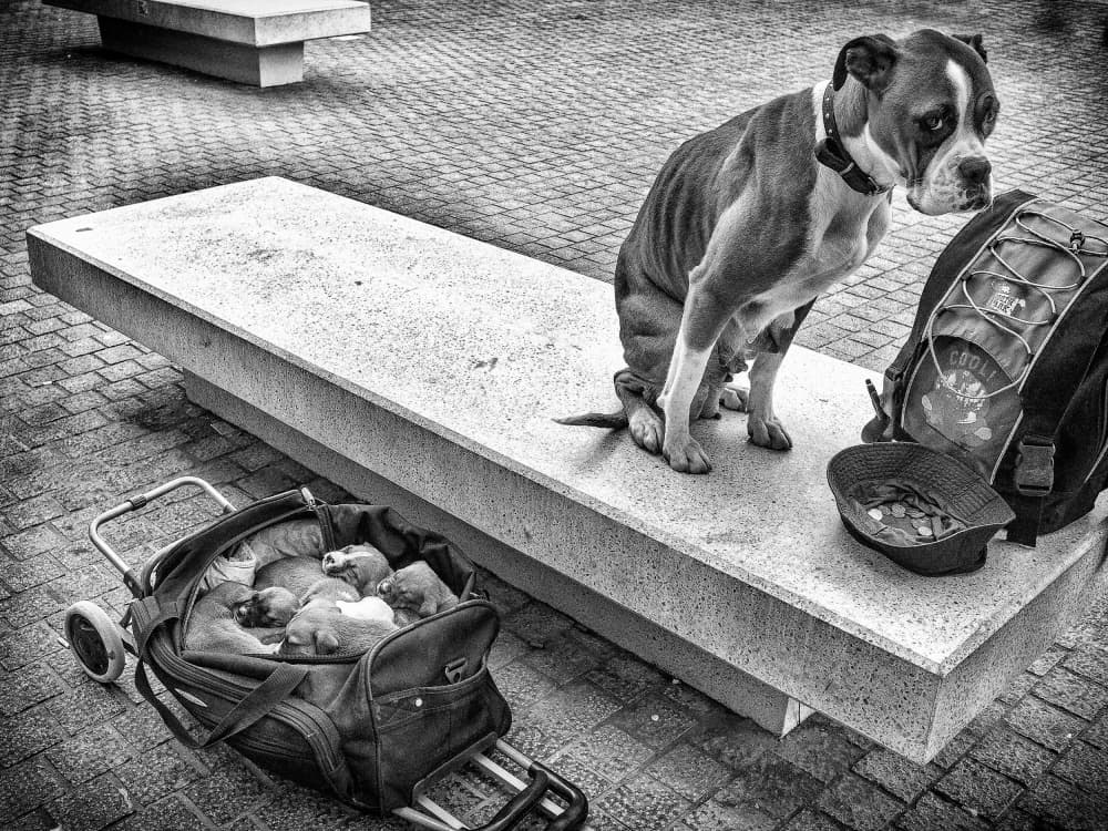 Street Dog With Puppies by Adrian Popan — canvas wall art