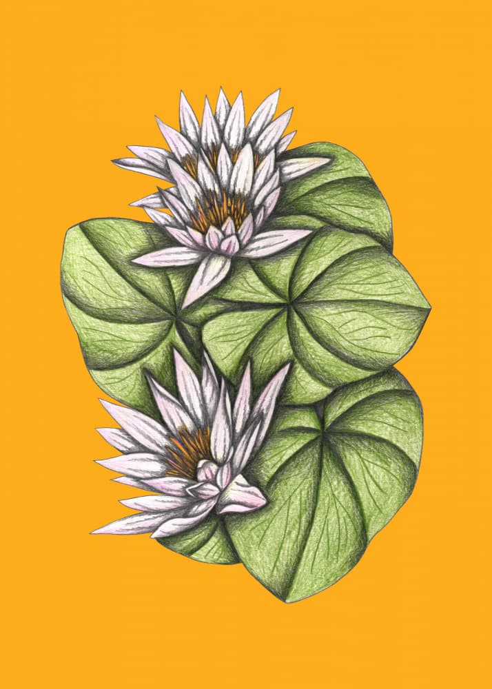 Water Lilies on Orange by Cecilia Battaini — canvas wall art