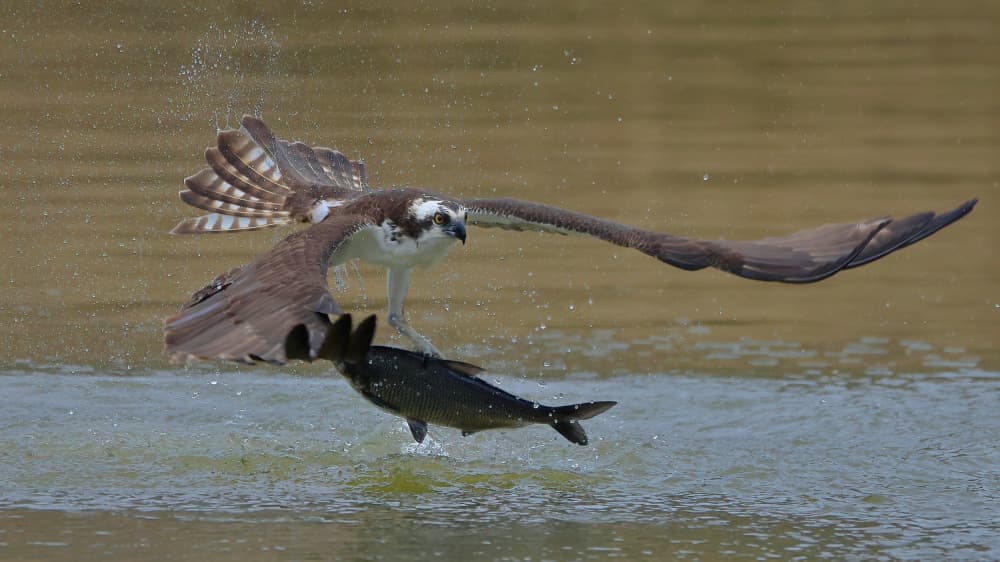 Osprey's Dynamic Catch by Gavin Lam — canvas wall art