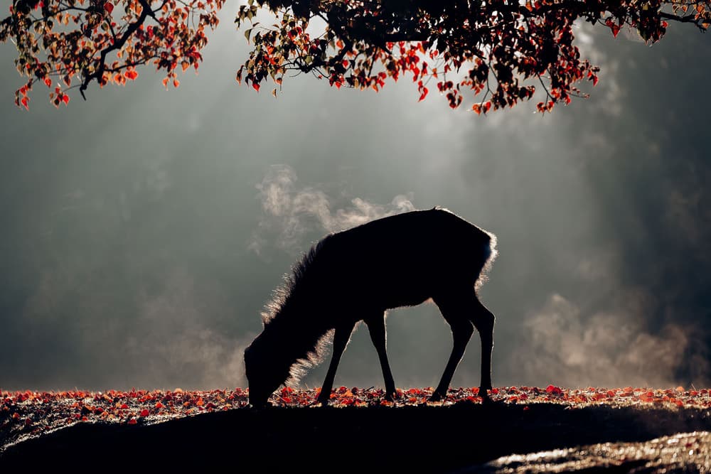 Misty Autumn Deer by Eiji Itoyama — canvas wall art