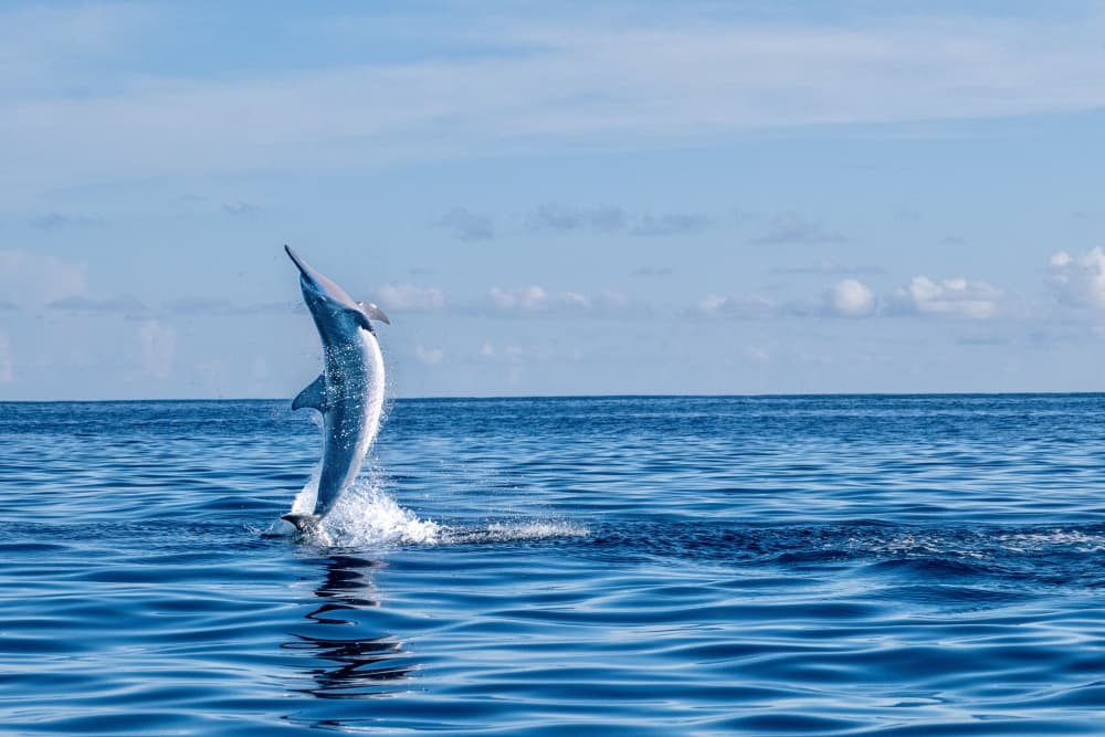 Jumping Dolphin Blue Ocean by Serge Melesan — canvas wall art