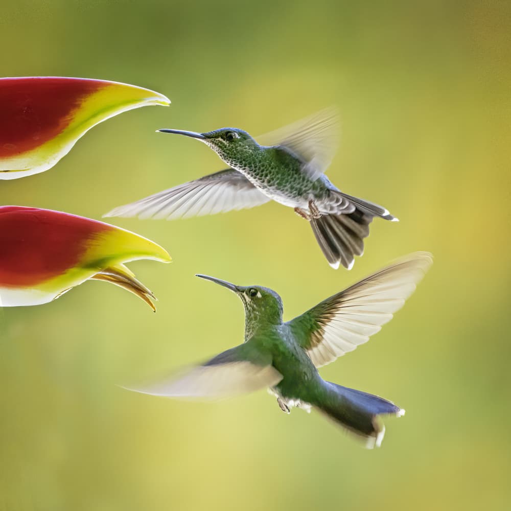 Hummingbirds in Flight by Yun Gong — canvas wall art