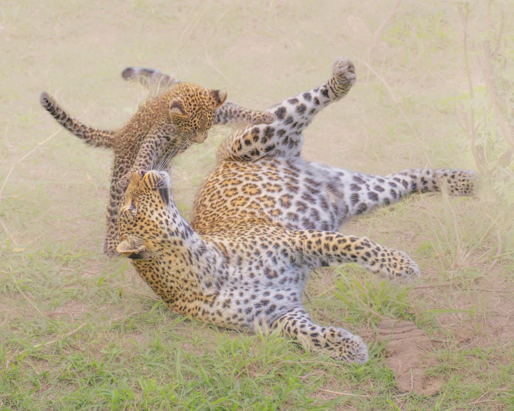 Playful Leopard Cub by Yang Jiao — canvas wall art
