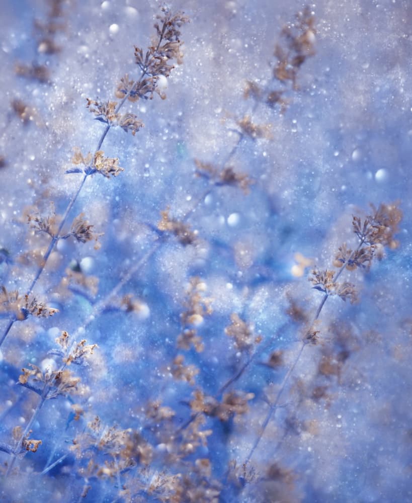 Sparkling Winter Blue by Delphine Devos — canvas wall art