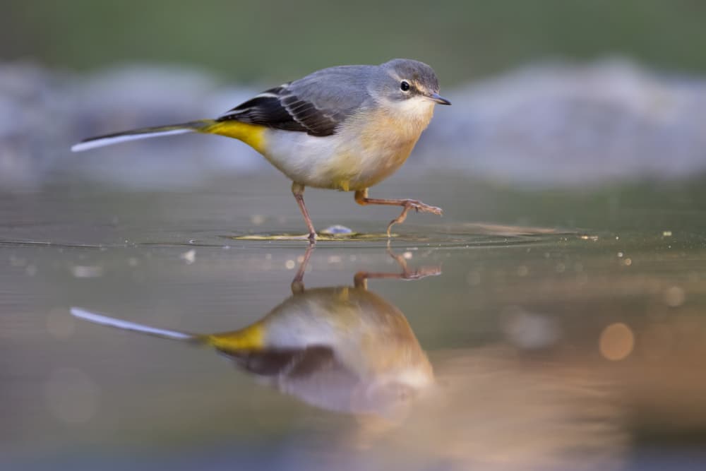 Peaceful Wagtail Reflection by Paolo Bolla — canvas wall art