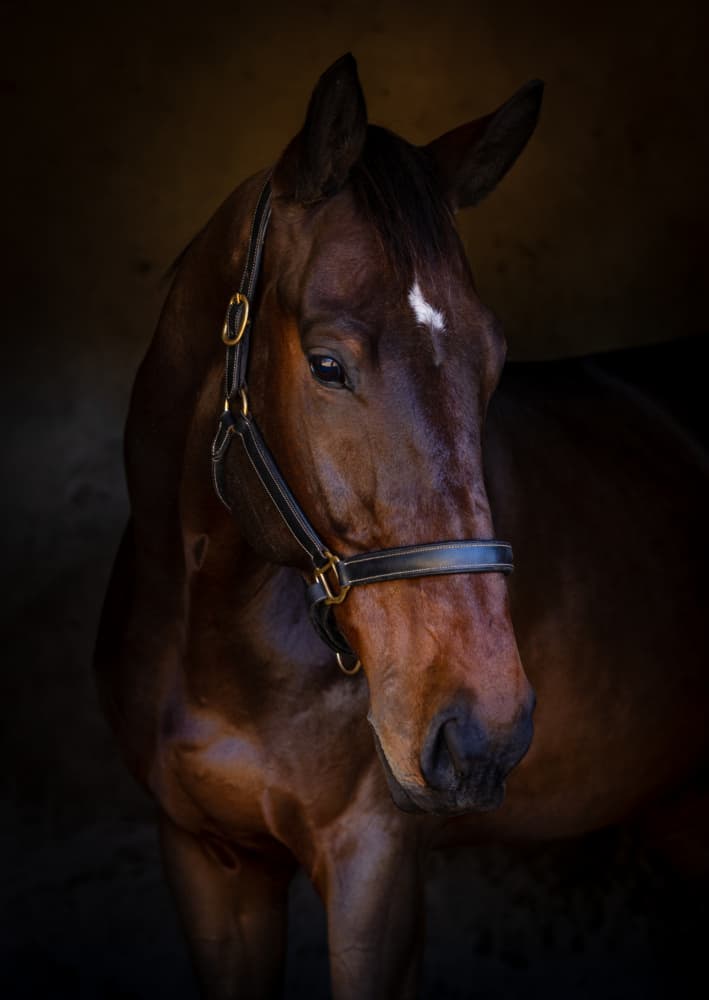 Majestic Horse Portrait by Hein Jonker — canvas wall art