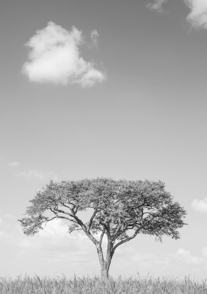 Lonely Tree Dreaming by Shot by Clint — canvas wall art
