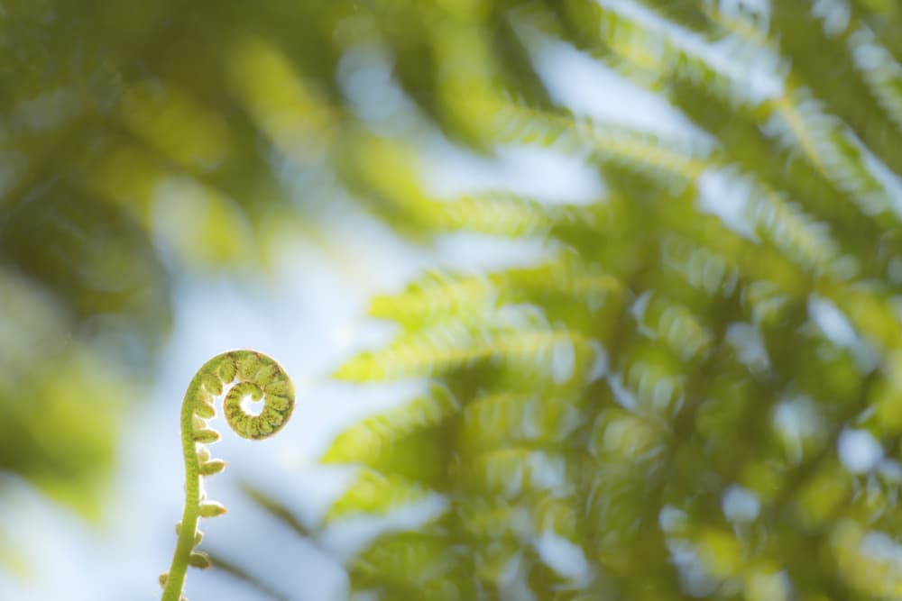 Fern Detail III by Stefan Hefele — canvas wall art