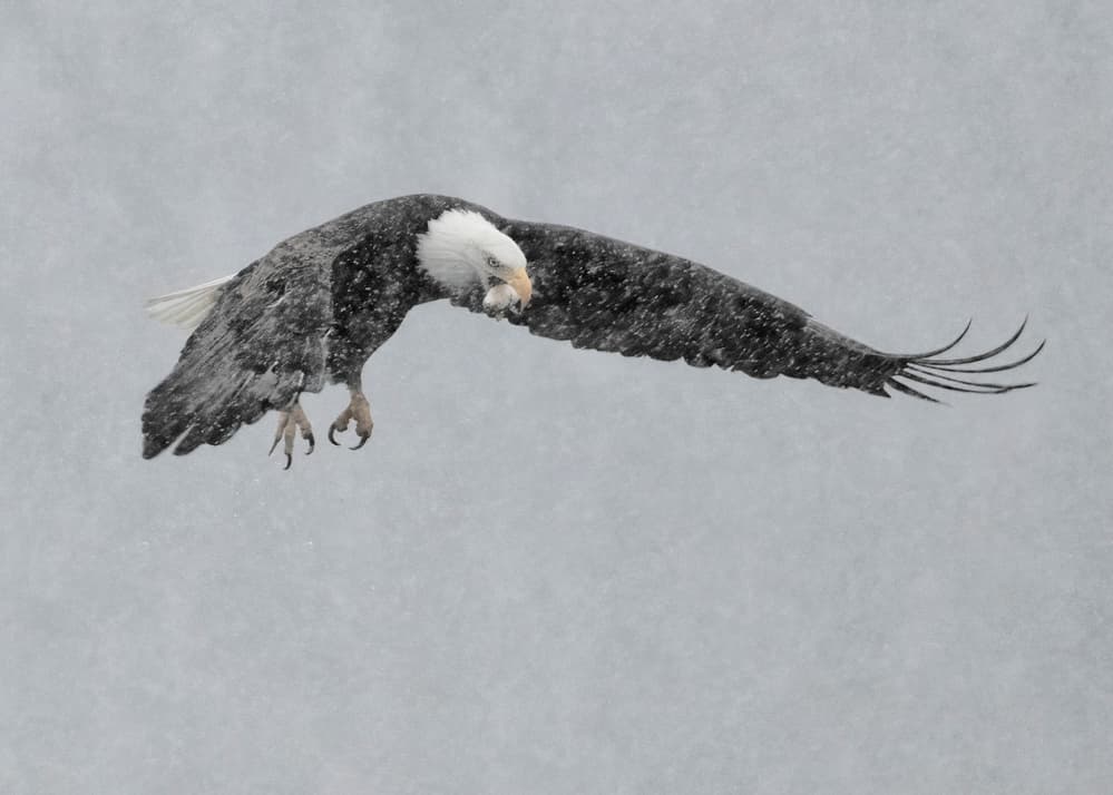 Bald Eagle Winter Flight by Yu Cheng — canvas wall art