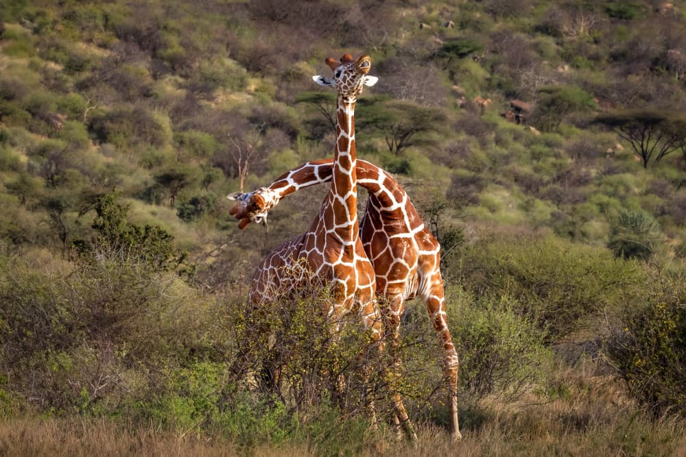 Two Giraffes Necking by Mark Strom — canvas wall art