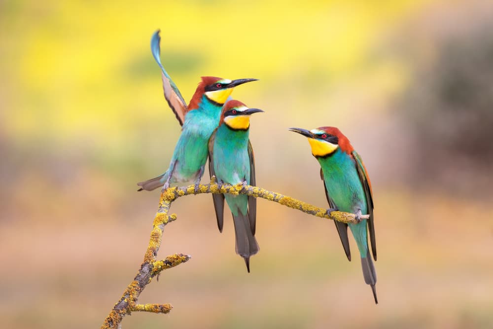 Vibrant Bee-eaters Perched by TONY GORAN — canvas wall art