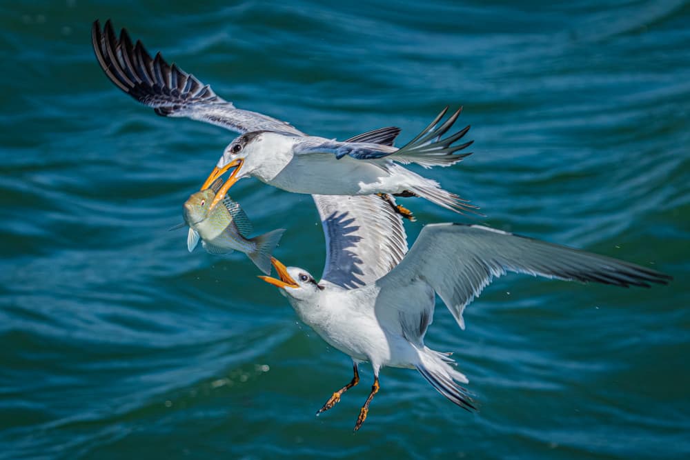 Ocean Birds Fishing by James Cai — canvas wall art