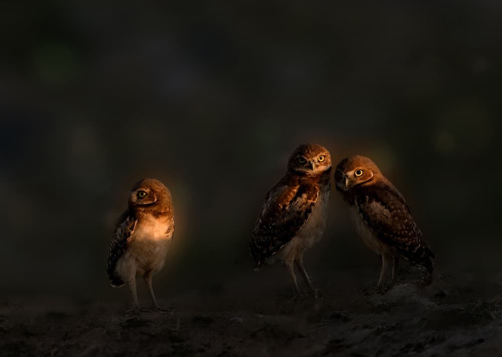 Owlets in Warm Light by NanZ — canvas wall art