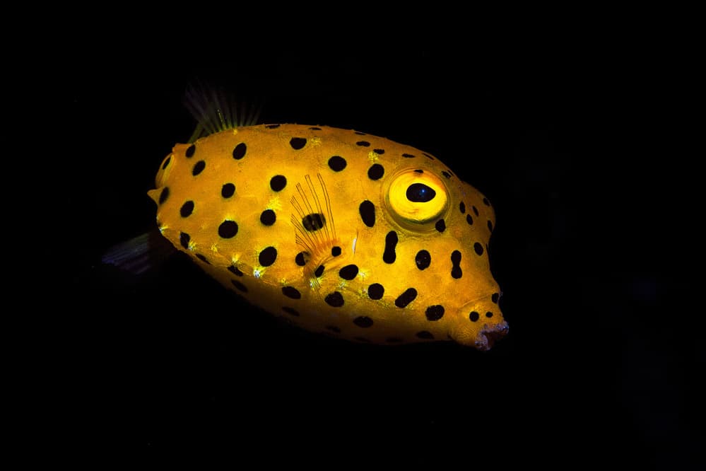 Yellow Spotted Boxfish by Barathieu Gabriel — canvas wall art