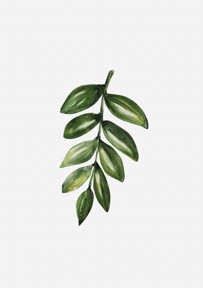 Fresh Green Leaf Branch by Olena Kovalova — canvas wall art
