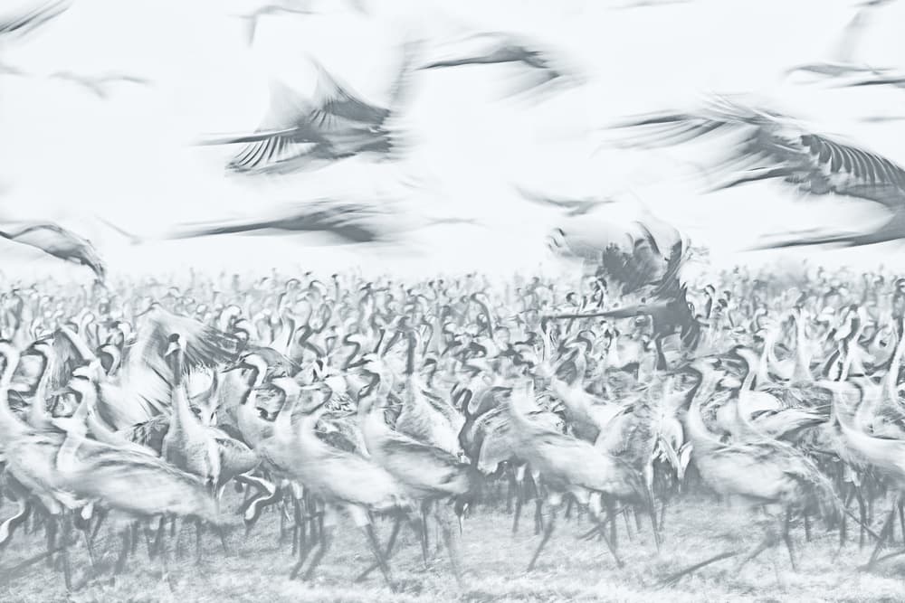 Cranes in Flight by Amnon Eichelberg — canvas wall art