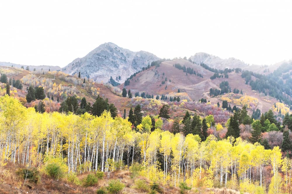 Golden Aspen Mountains by Amanda Abel — canvas wall art