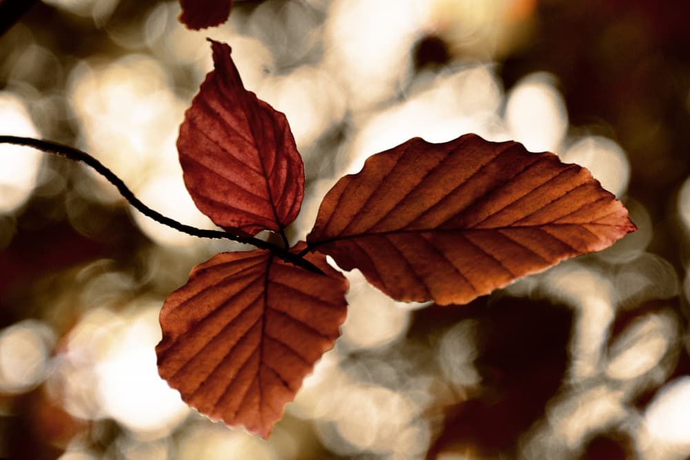 Golden Autumn Leaves by Christina Sillen — canvas wall art