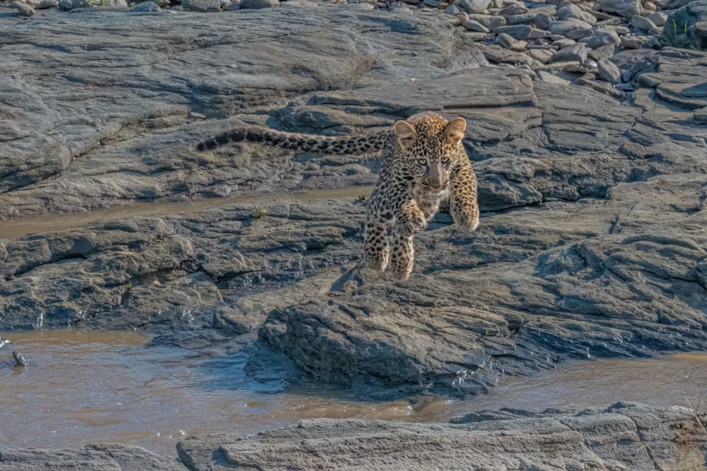 Jumping Leopard Cub by Hong Chen — canvas wall art