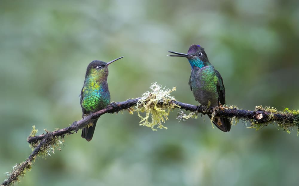 Hummingbird Conversation by Larry Deng APA — canvas wall art