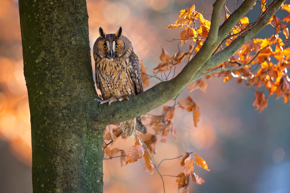 Owl in Autumn Light by Milan Zygmunt — canvas wall art
