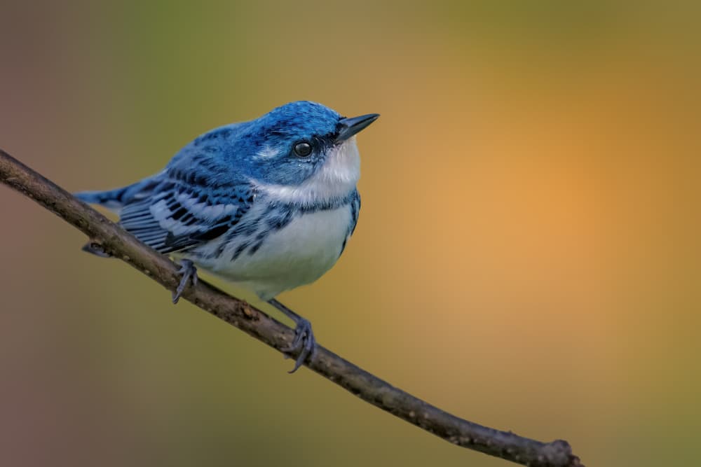 Vibrant Blue Warbler by Jacob (Jian) Xu — canvas wall art