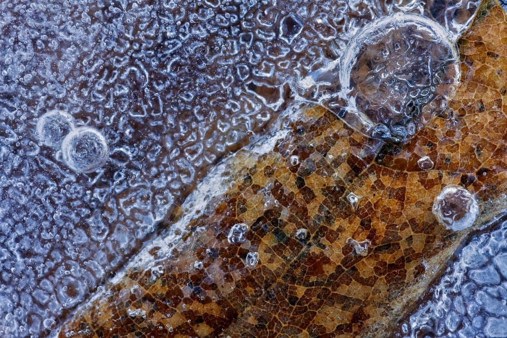 Frozen Leaf Texture by Paolo Bolla — canvas wall art