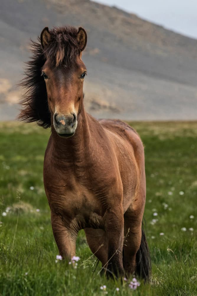 Majestic Icelandic Horse by Bragi Ingibergsson - BRIN — canvas wall art