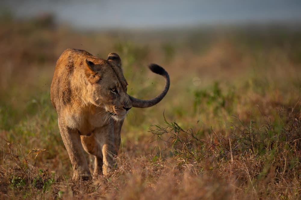 African Lioness Stalking by Marco Pozzi — canvas wall art
