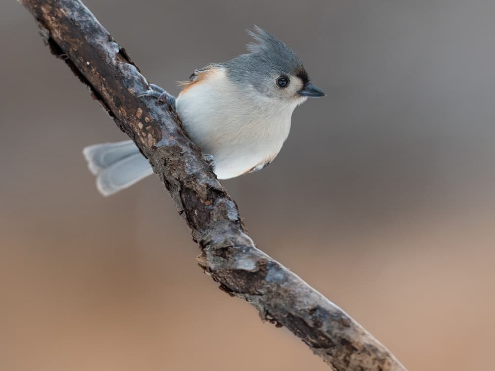 Crested Titmouse Portrait by Patrick Dessureault — canvas wall art