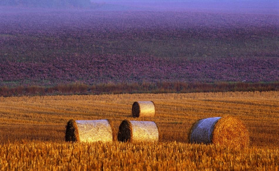 Fields of Gold and Purple by Allan Wallberg — canvas wall art