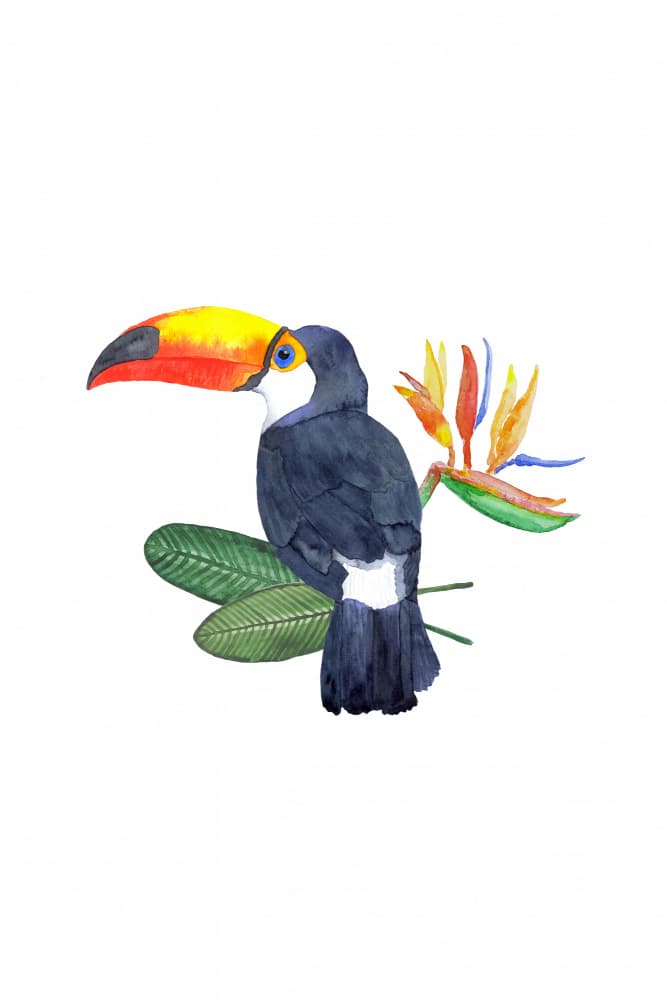 Tropical Toucan and Bloom by Karen Menzenbach — canvas wall art