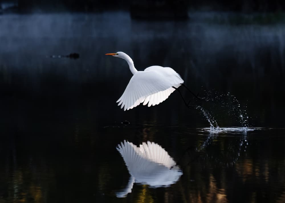 Graceful Egret Flight by Hanping Xiao — canvas wall art