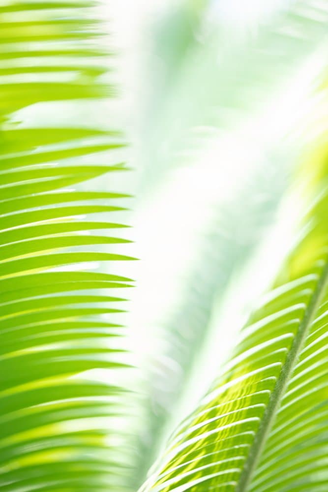 Soft Tropical Green by Pictufy Studio III — canvas wall art