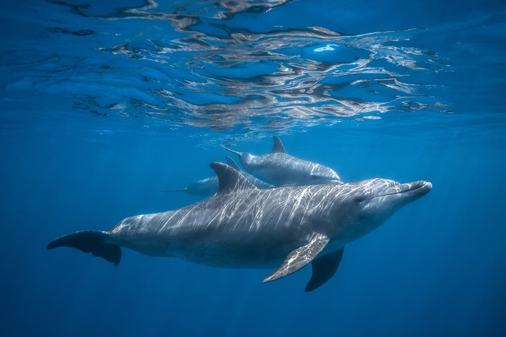 Underwater Dolphin Family by Barathieu Gabriel — canvas wall art