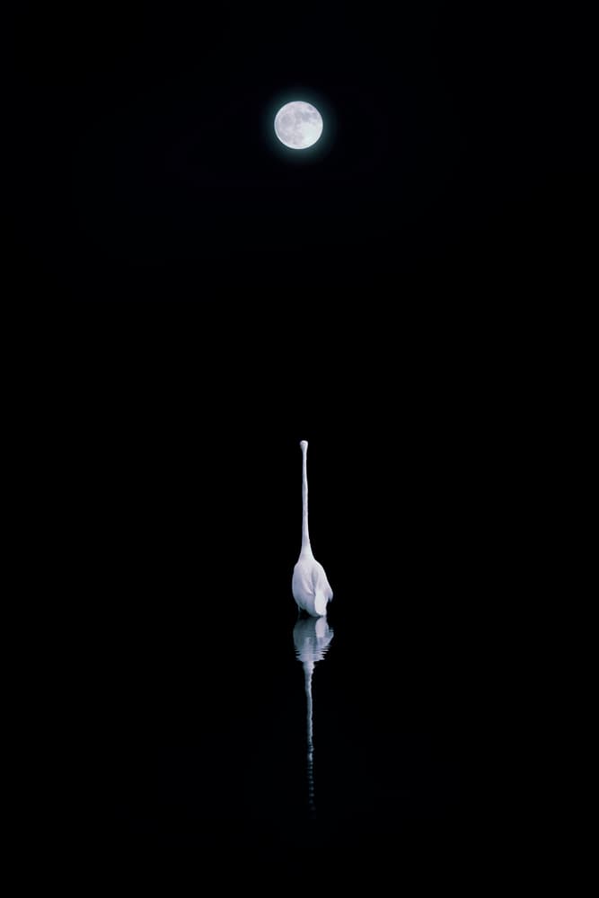 Moonlit Egret Reflection by Yu Cheng — canvas wall art