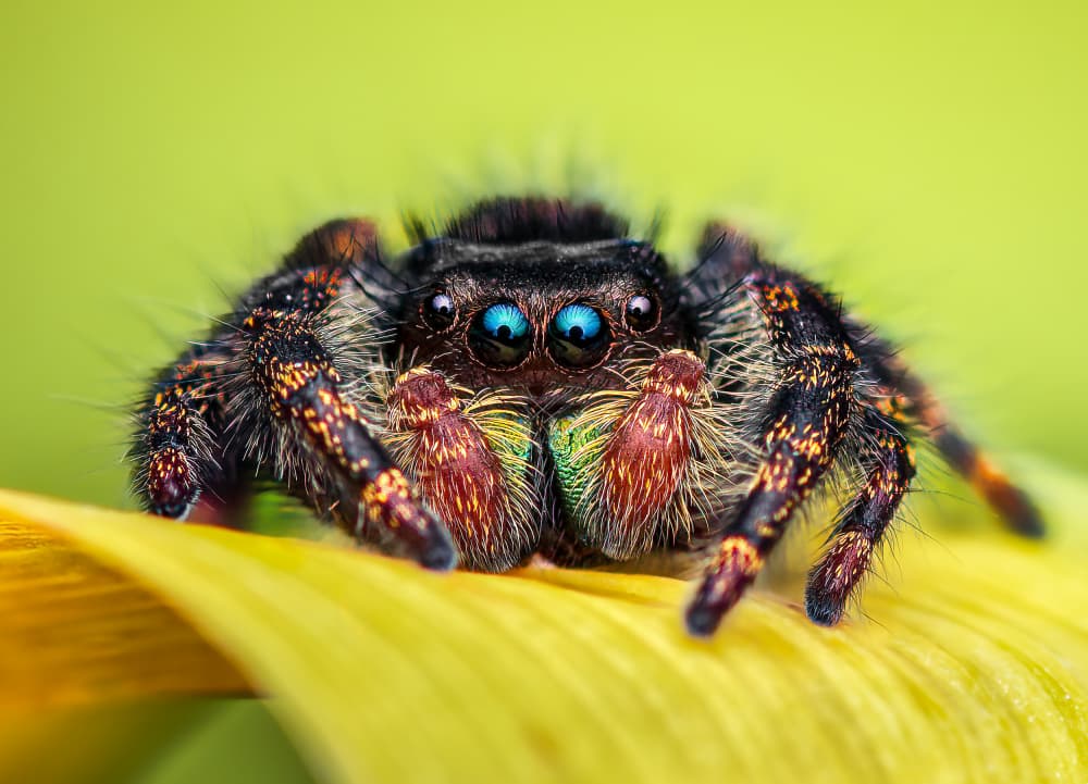 Blue Eyed Jumping Spider by Atul Saluja — canvas wall art