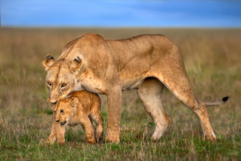 Protective Lioness And Cub by Xavier Ortega — canvas wall art