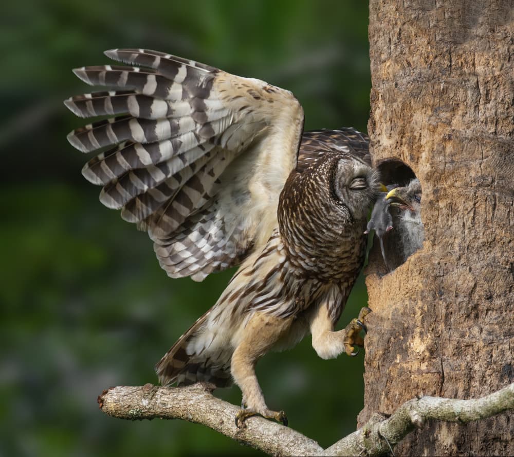 Owl Feeding Owlet by Amy Marques — canvas wall art