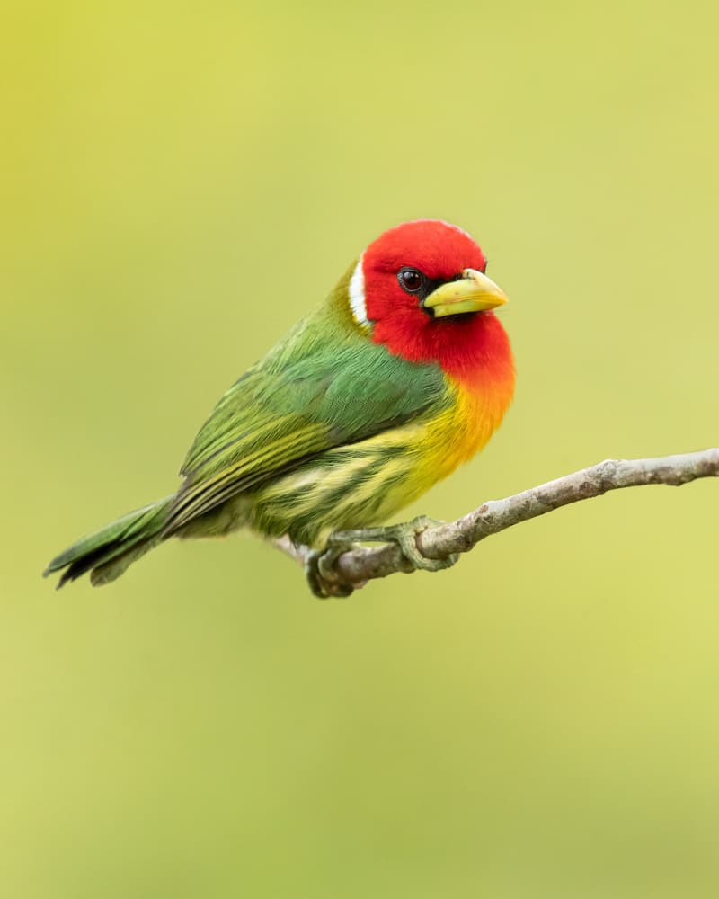 Colorful Red-Headed Bird by Milan Zygmunt — canvas wall art
