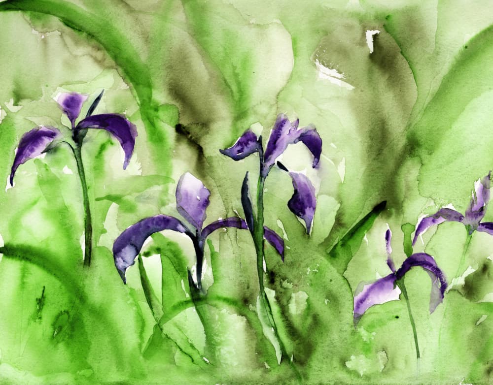Vibrant Iris Garden by RodMacIver — canvas wall art