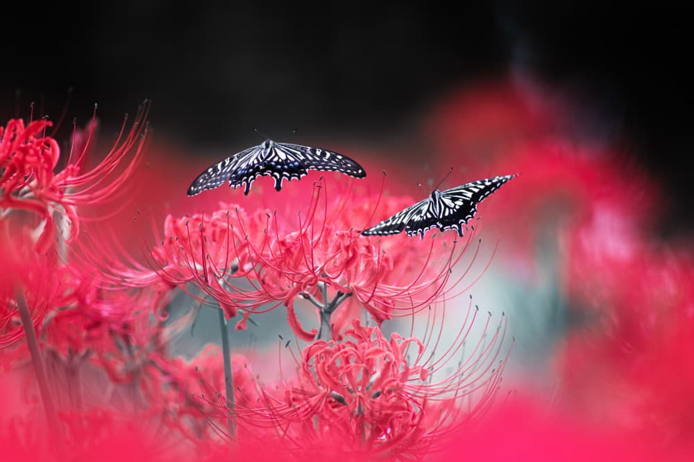 Red Lily Butterflies by Takashi Suzuki — canvas wall art