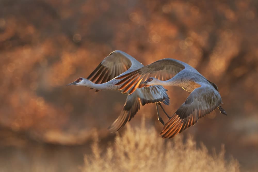 Flying Cranes Golden Light by Qing Zhao — canvas wall art