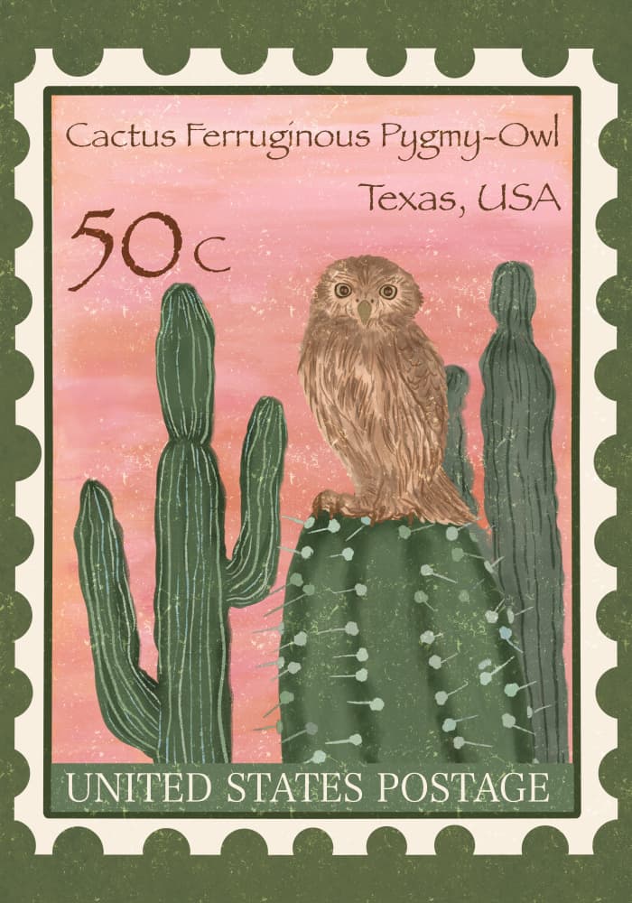 Cactus Pygmy Owl