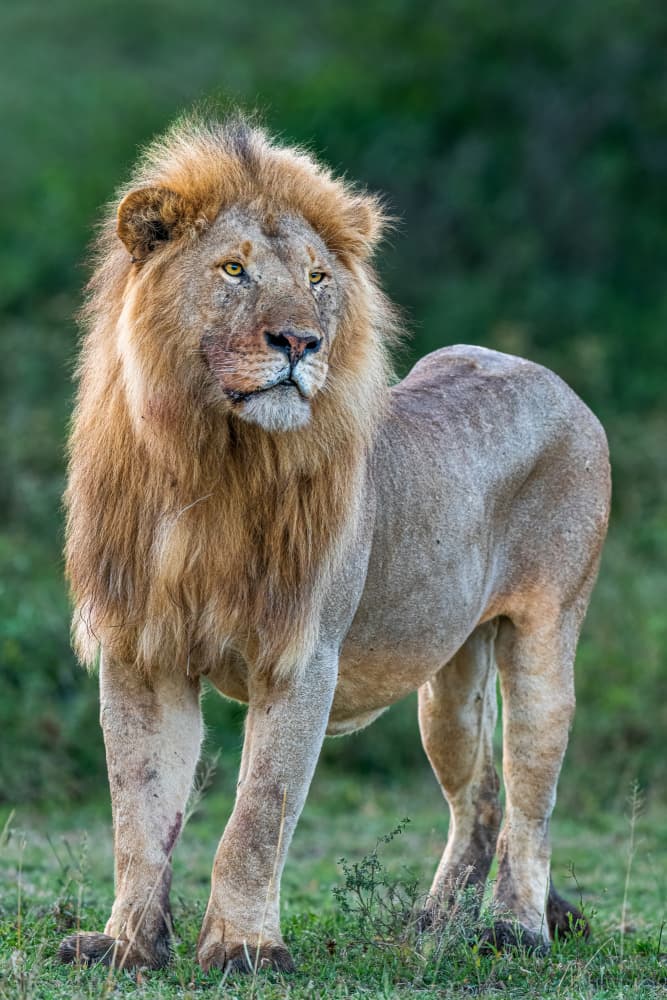 Proud African Lion by Jeffrey C. Sink — canvas wall art
