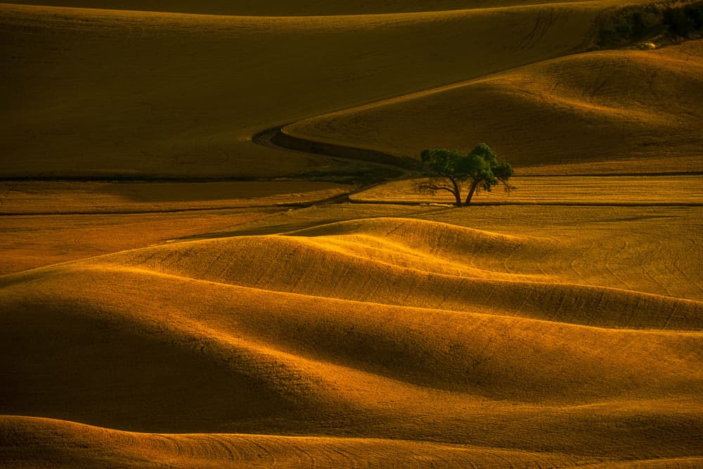 Golden Rolling Hills by Lydia Jacobs — canvas wall art