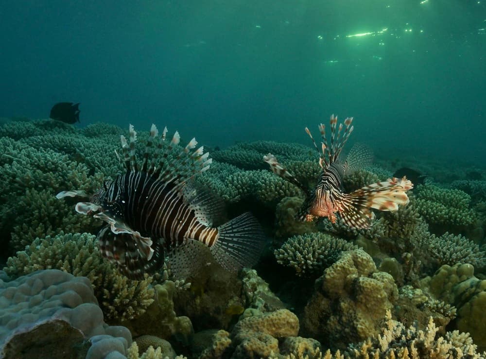 Lionfish in Coral Gardens by Serge Melesan — canvas wall art
