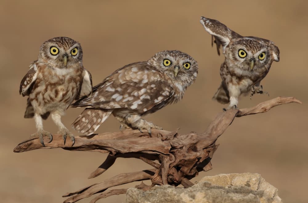 Three Curious Little Owls by David Manusevich — canvas wall art