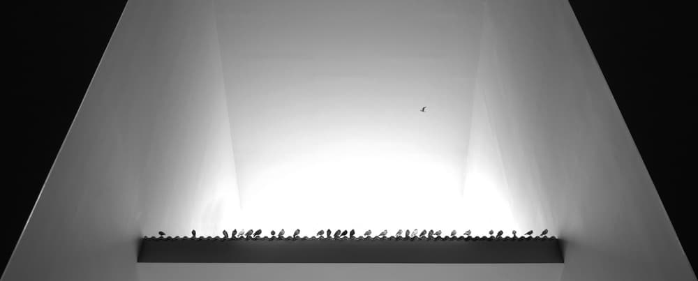 Birds In Modern Light by Huib Limberg — canvas wall art